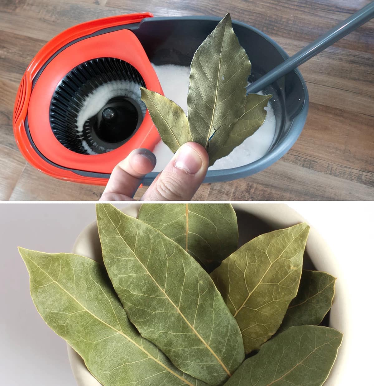 That is why a bay leaf should be placed in the mop bucket.