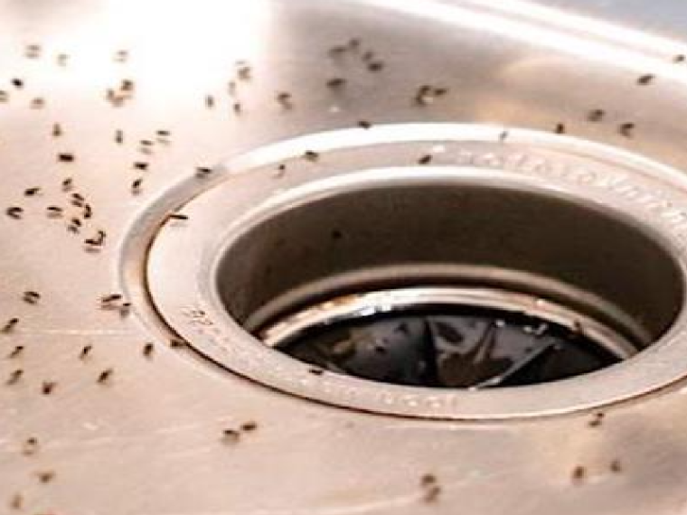 7 natural methods for removing midges in the kitchen