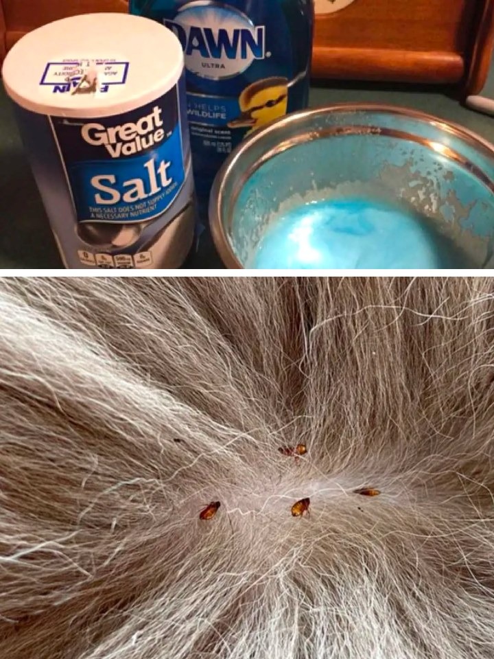 Do you have fleas on your pet? For a quick and easy cure, use Dawn dish soap and table salt.