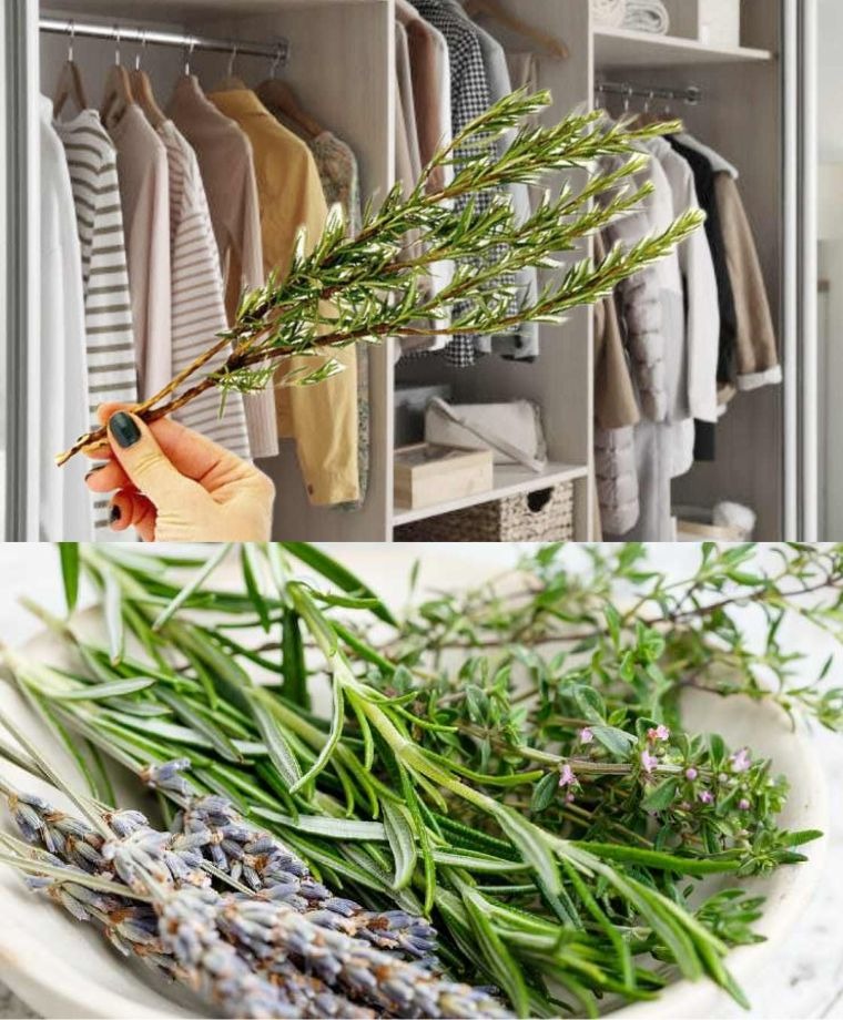 1 rosemary sprig in the closet, even in the laundry room