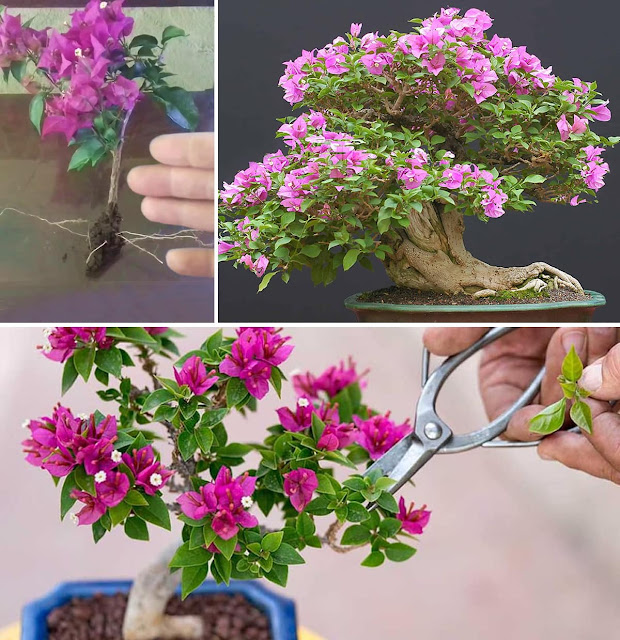 Step-by-step instructions for growing a bougainvillea bonsai tree