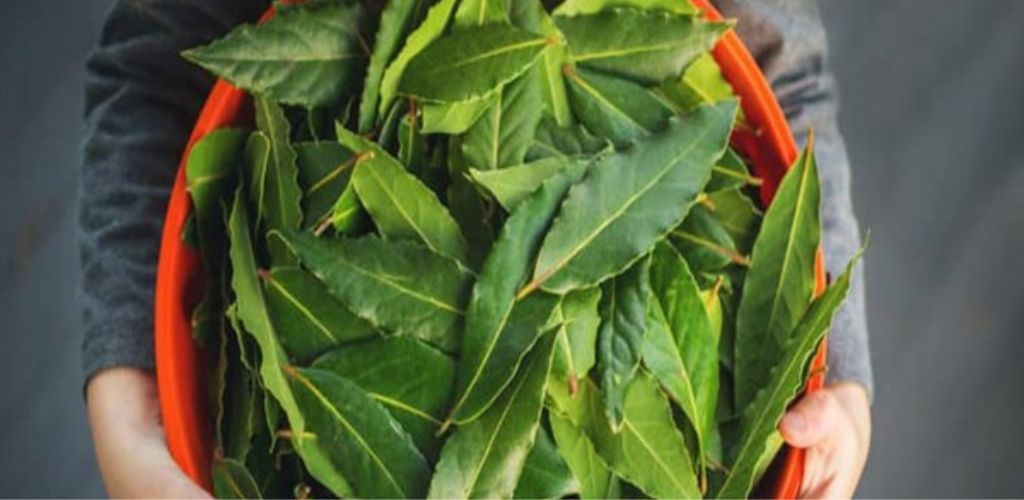 Here’s Why You Should Always Have Bay Leaves in Your Home.