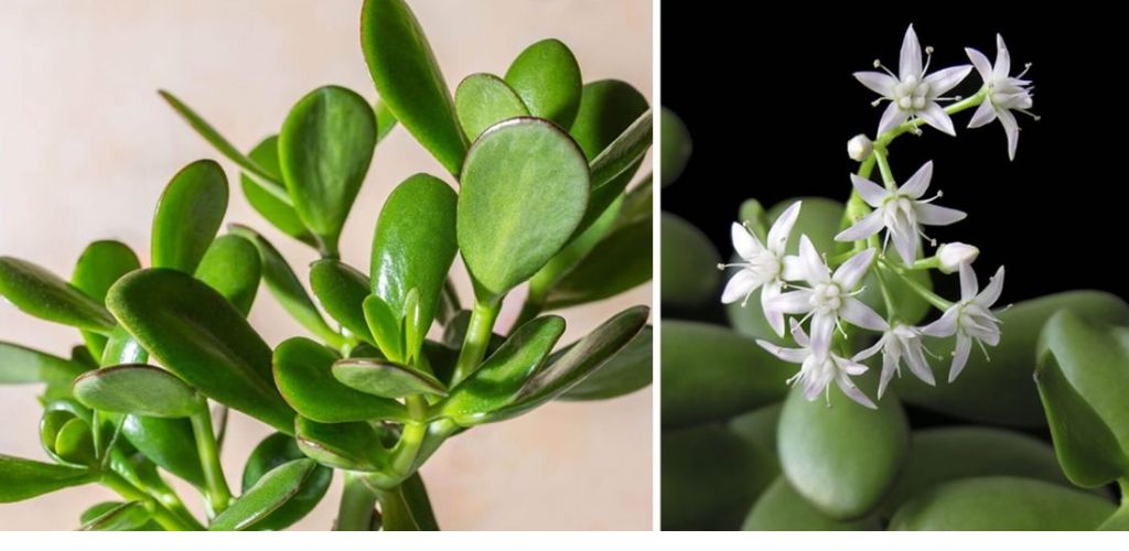 How to make a Jade tree bloom and fragrance the entire house