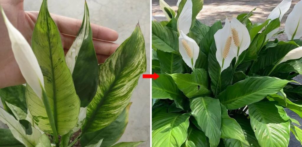 Three highly effective strategies for growing a spathiphyllum that is always green and full of flowers