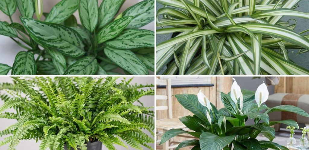 NASA has identified the top nine houseplants for indoor air purification.