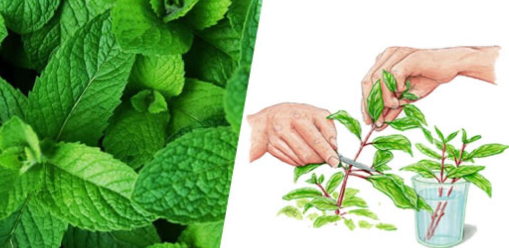 10 reasons to start growing mint at home (with instructions)