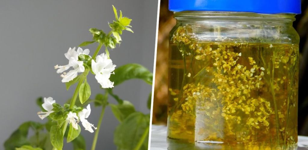 5 uses for basil flowers: Don’t throw them away!