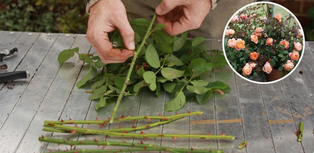 How to multiply roses from the stem to produce hundreds of them