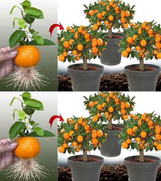 A Guide to Growing Delicious Tangerines in Your Own Backyard