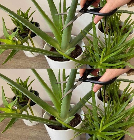 Aloe Vera Plant Care Mistakes: How to Avoid Them