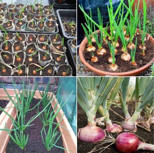 Growing Onions in Pots: A Convenient Guide for Home Gardeners