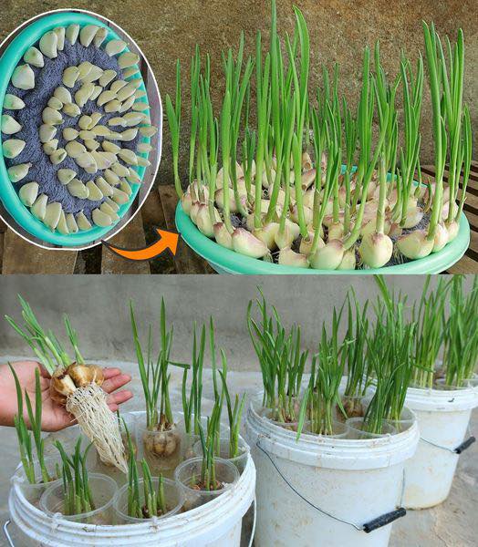 Growing Garlic in Water: A Simple Guide