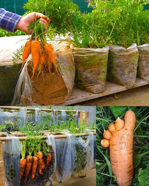 Growing Carrots in Plastic Bags: A Simple and Innovative Method