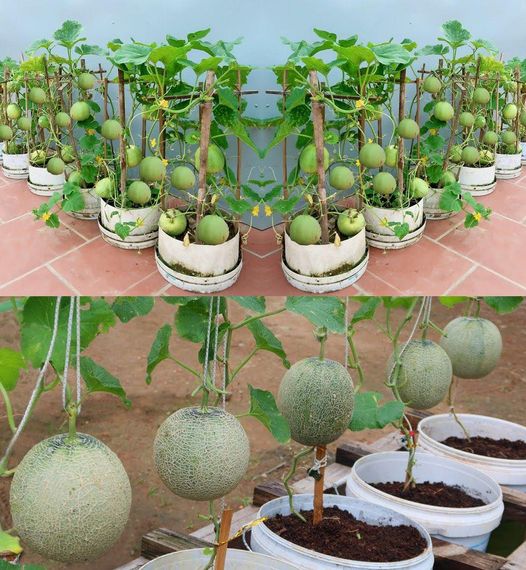 Growing Sweet Melons: Essential Tips for a Bountiful Harvest