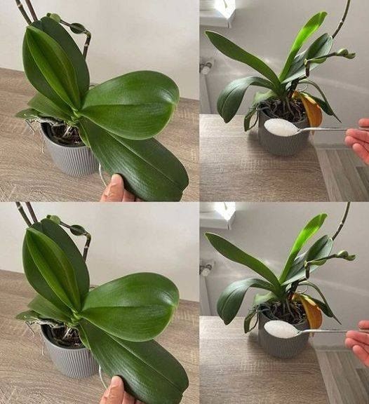 3 easy and efficient ways for reviving your orchids