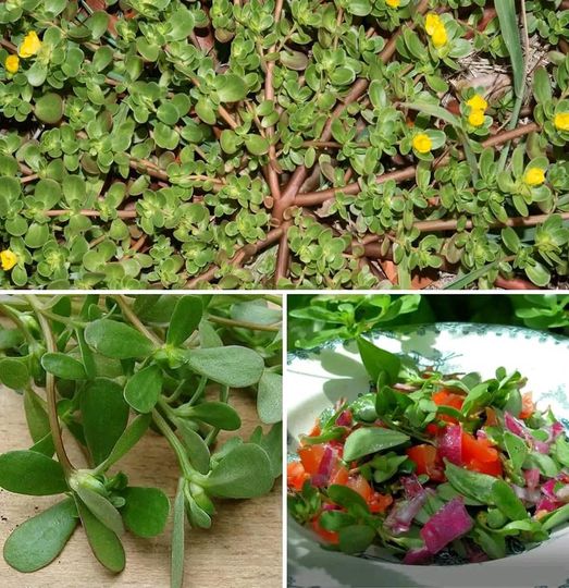 Embracing Purslane: An Underrated Gem in Your Garden