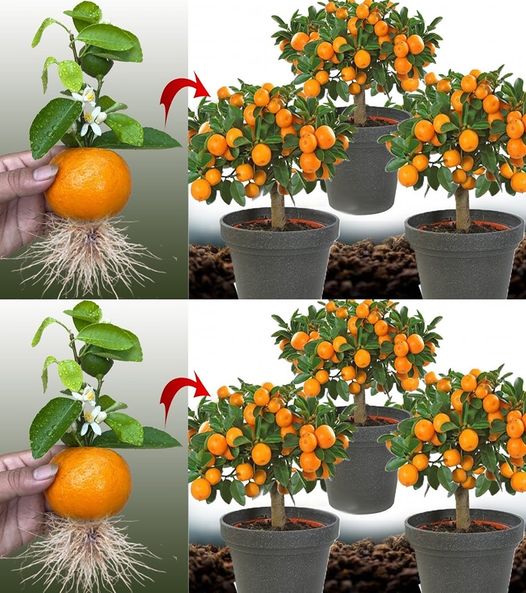 Never Buy Mandarins Again – Grow Your Own and Enjoy an Endless Supply!