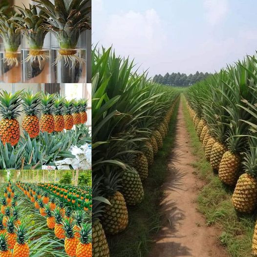 The Sweet Secrets of Pineapple Planting, Caring, and Harvesting