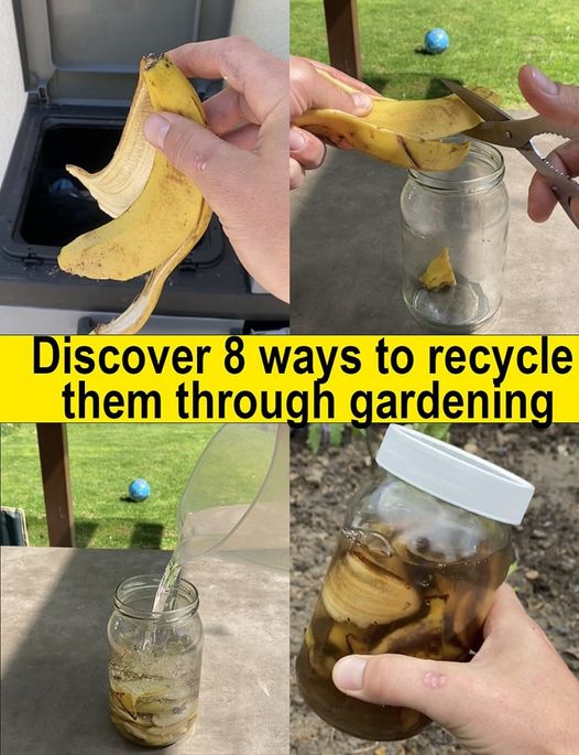 Don’t Waste Banana Peels – Recycle Them in Your Garden!