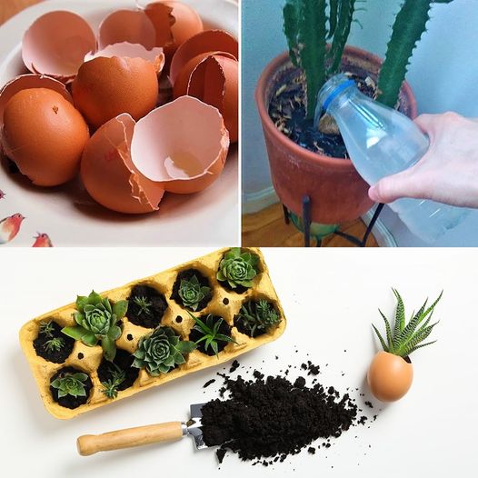 How to Make an Eggshell Tea Fertilizer for Your Plants