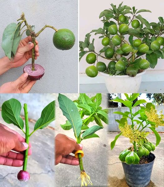 How to Easily Plant Avocados at Home