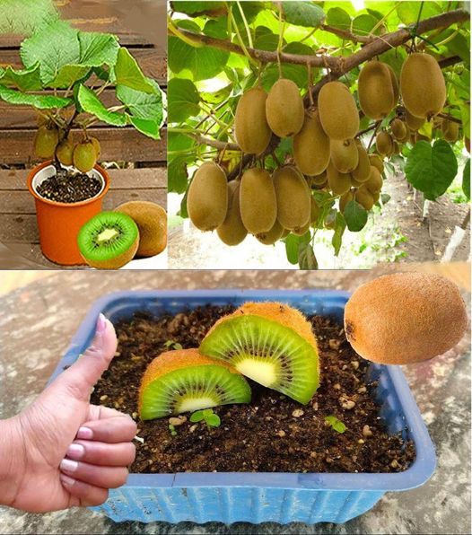 How to Grow a Kiwi Tree from a Kiwi Seed