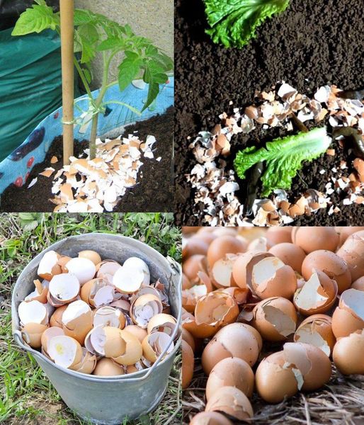 Transforming Eggshells into Nutrient-Rich Fertilizer for Your Plants