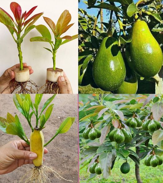 How to Grow Avocados at Home: A Comprehensive Guide