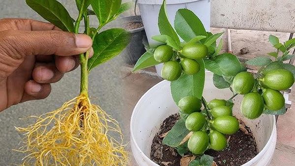 Growing a Lemon Tree from Seed: Tips and Tricks