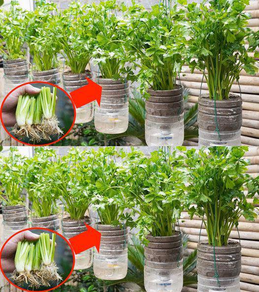 Growing Celery in Plastic Bottles: A Quick and Easy Method