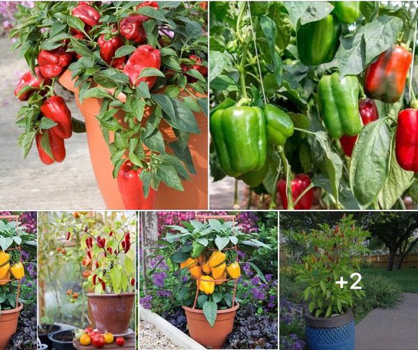 12 Secrets for Successfully Growing Peppers in Your Garden