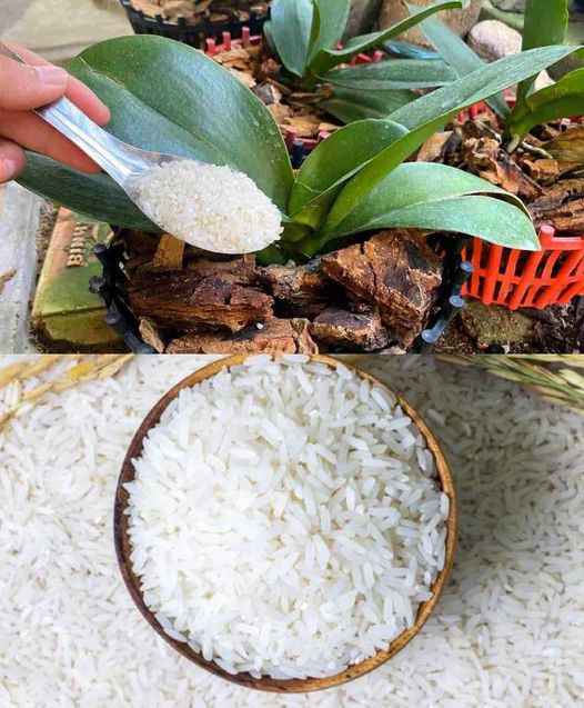 Enhancing Plant Growth with Rice: A Natural and Nutritious Boost