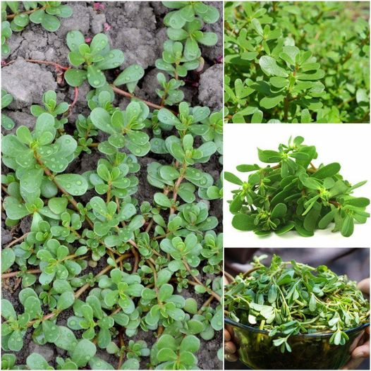 Embrace the Power of Purslane: A Misunderstood Gem in Your Garden