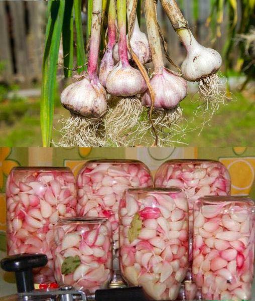 Tips to Keep Your Garlic Fresh in the Fridge