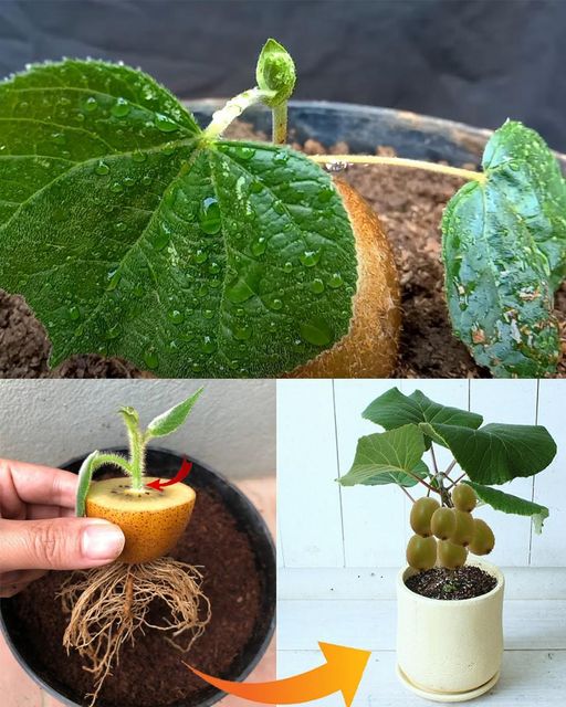 Growing a Kiwi Tree from a Kiwi Seed: A Fun and Rewarding Project for Gardeners