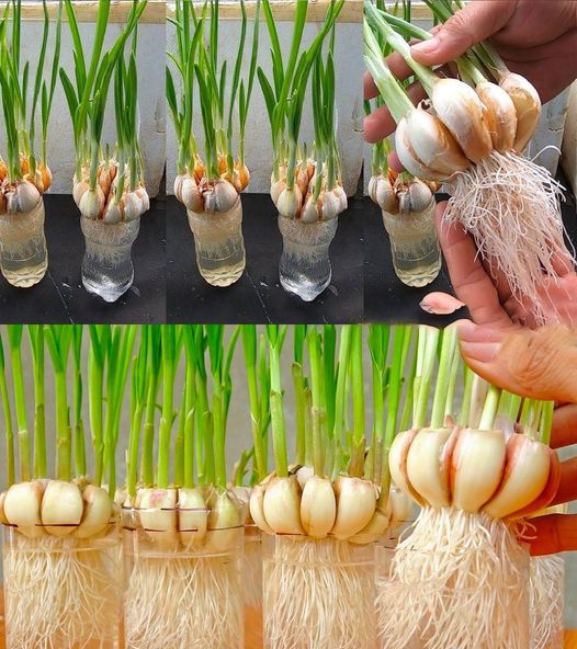 How to Grow Garlic at Home: A Flavorful and Fulfilling Experience