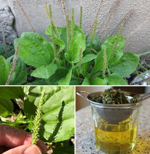 The Remarkable Plantain Weed: A Versatile Herb for Your Health and Home