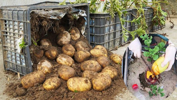 The Simple Joy of Growing Your Own Potatoes