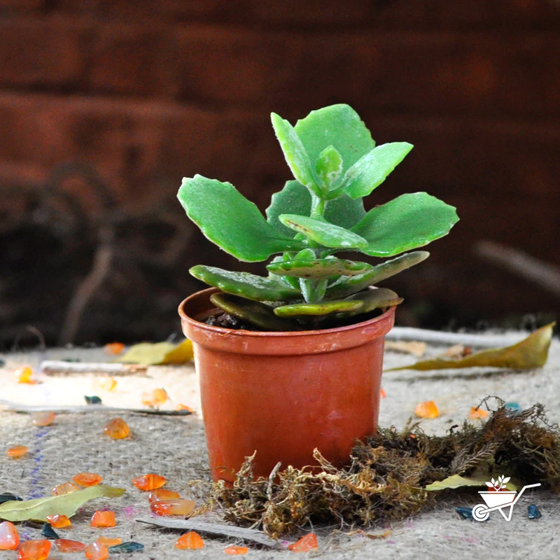 The Healing Power of the Kalanchoe Plant