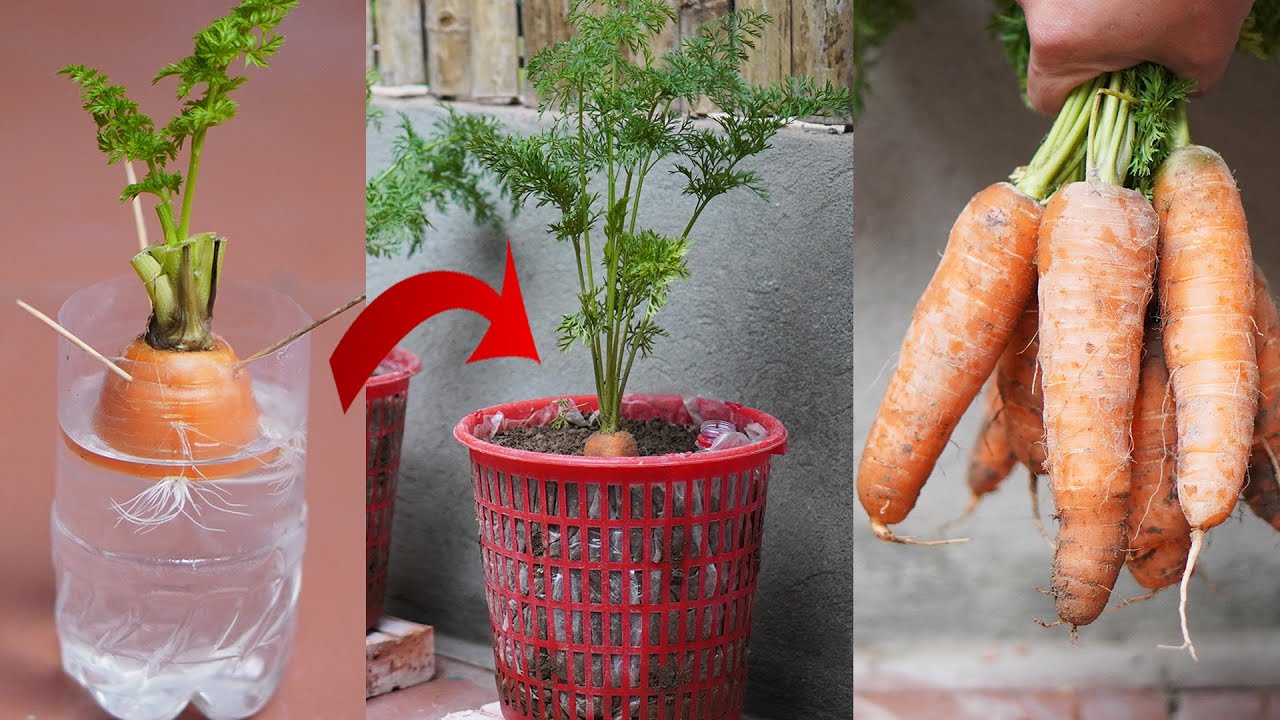 Easy Guide to Growing Delicious Carrots at Home