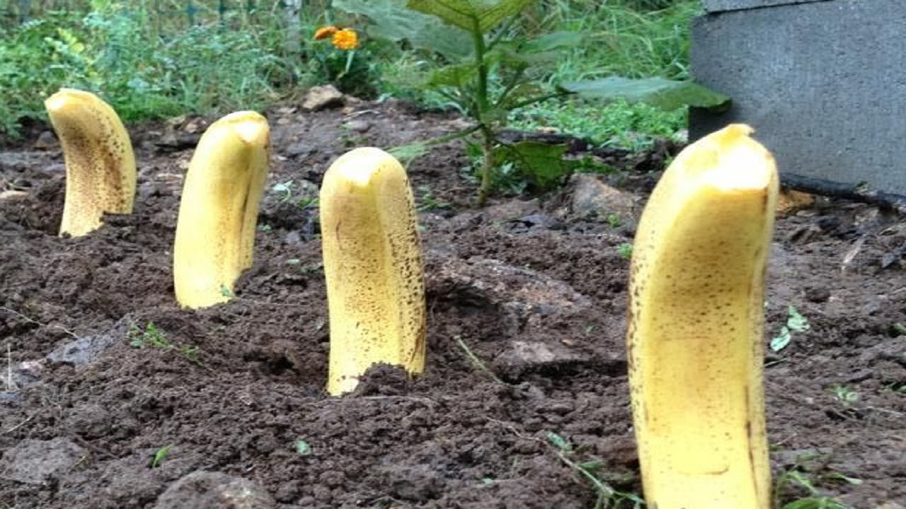 Transform Your Garden Naturally: Unleash the Power of Bananas for Lush, Healthy Plants