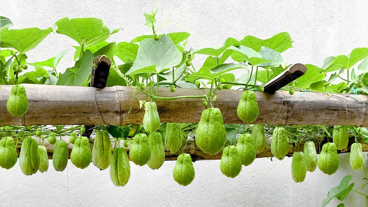 Growing Chayote at Home in Containers: A Guide to Fresh and Flavorful Harvests