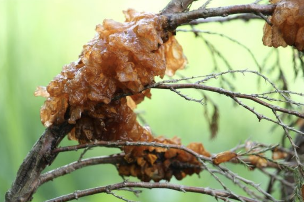 Mysterious “Jelly Alien Nut” in Backyard Trees: Explained!