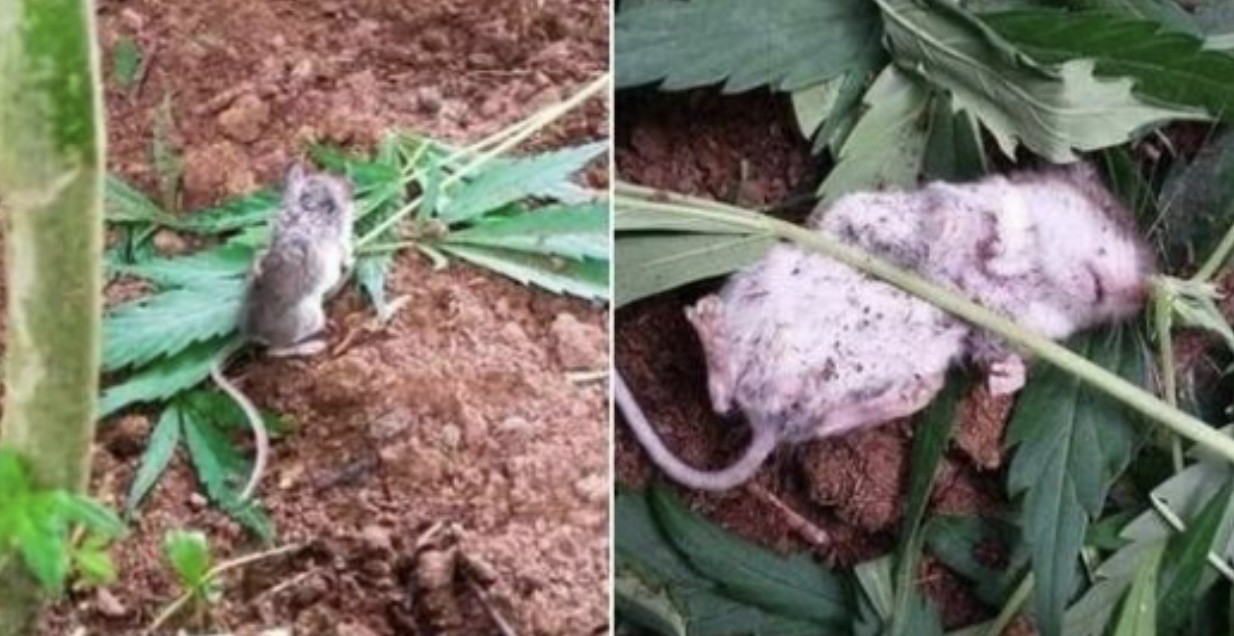 The Hilarious Encounter Between a Cannabis Field and a Stoned Mouse