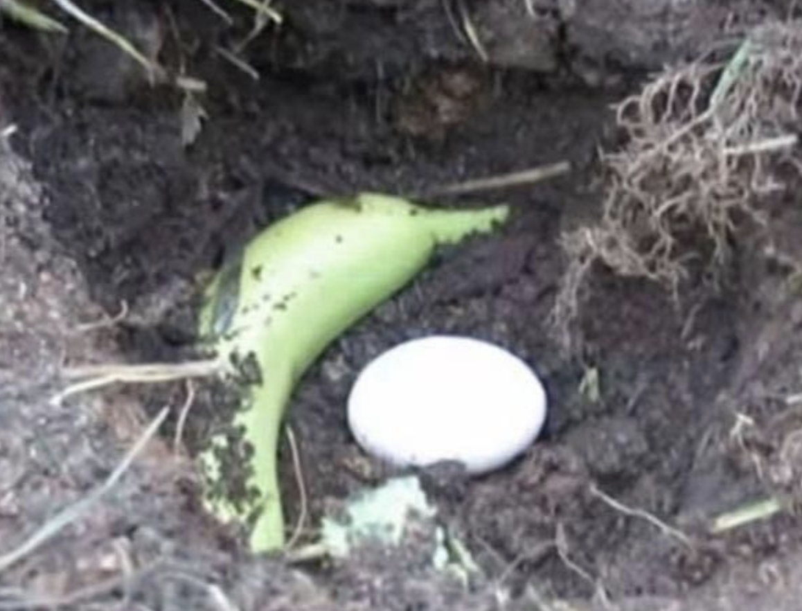 Unconventional Planting: The Egg and Banana Technique