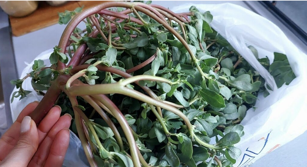 Cooking with Purslane: The Nutritious and Tasty Ingredient