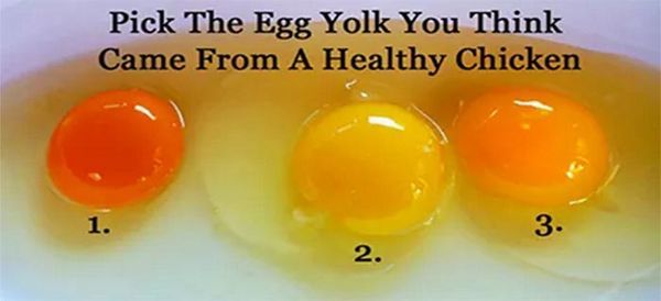 Cooking with Eggs: How to Choose the Healthiest Ones